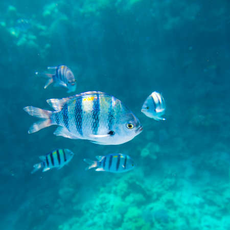 coral reef of the red seaの写真素材