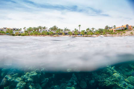 coral reef  in red seaの写真素材