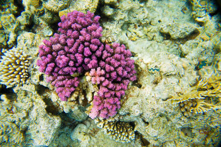 coral reef of the red seaの写真素材