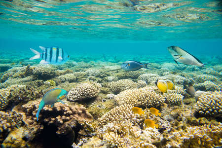 coral reef of the red sea