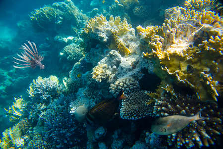 beautiful and diverse coral reef of the red sea with fish