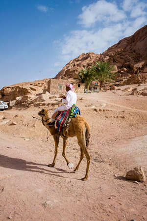 Bedouin on a camelのeditorial素材