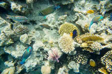 Beautiful and diverse coral reef with fish, shooting under waterの写真素材
