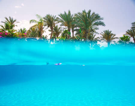 Nice view of the swimming, underwater and above water