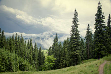 Beautiful forest landscape in the Carpathian mountains