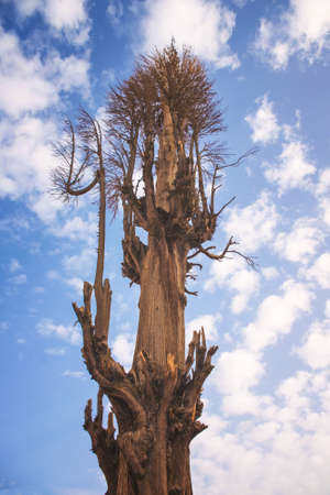 Dry tree against the blue sky