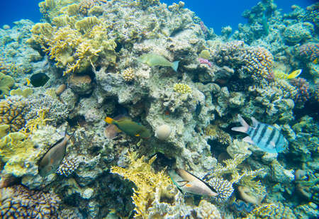 beautiful and diverse coral reef with fish of the red sea in Egypt, shooting under waterの写真素材