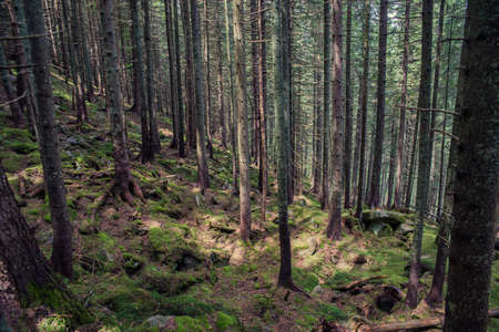 Path in the forest in the Carpathian mountains