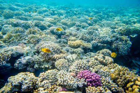 beautiful and diverse coral reef with fishes of the red sea in Egypt, shooting under water
