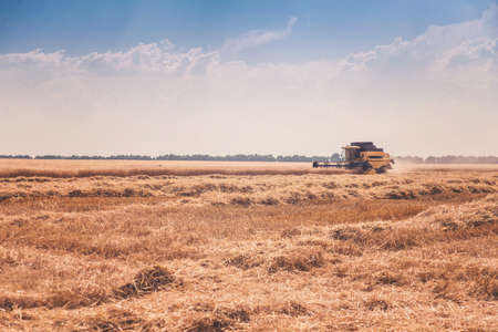 Harvester removes wheat on the field