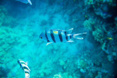 beautiful coral reef under water in red seaの写真素材
