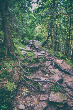 path in the forest in the Carpathian mountains