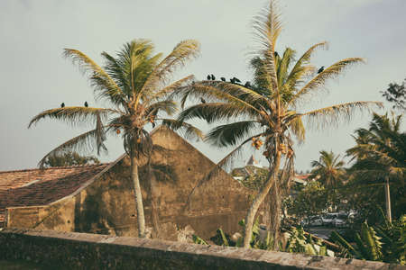 a lot of birds sitting on the palmsの写真素材