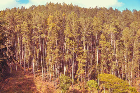 forest with tall trees in Sri Lankaの写真素材