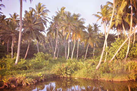 wild jungle in Sri Lankaの写真素材