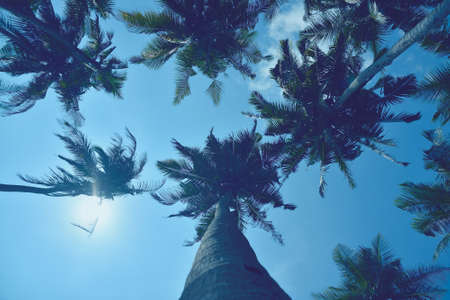 tall palm trees against the sky with the sunの写真素材