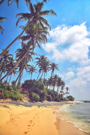 nice landscape with the ocean and palm treesの写真素材