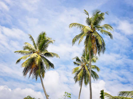 Three palm trees against the blue skyの写真素材