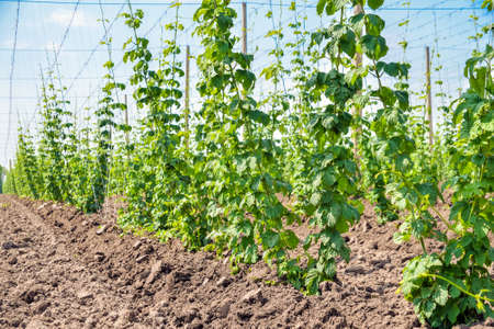 Growing hops. Young green hops on the plantationの写真素材