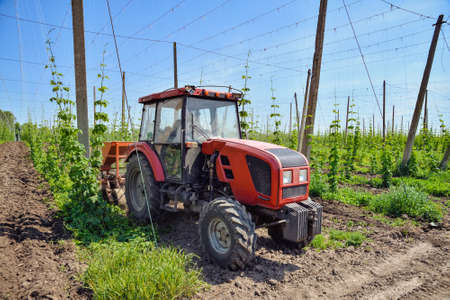 The tractor processes the hops fieldの写真素材