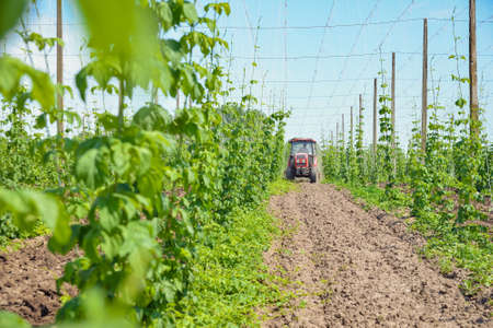 The tractor processes the hops field