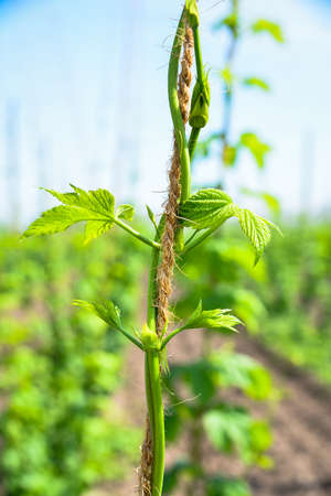 Hops closeup on the field