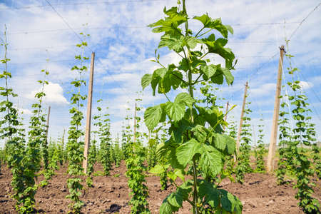 Hops field. Leaves of young hops.