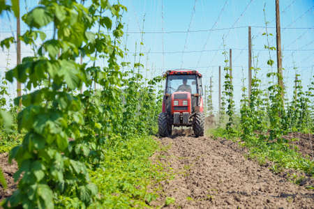 The tractor processes the hops fieldの写真素材