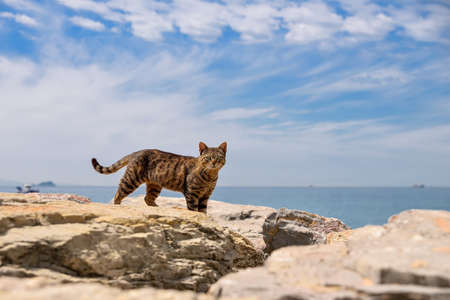 Street cats in Istanbul, Turkeyの写真素材