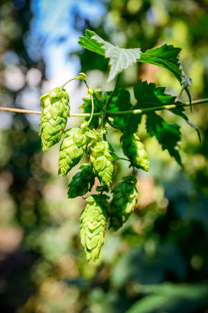 Green fresh cones of hops on the field