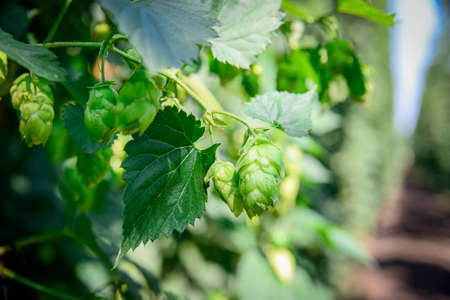 Green fresh cones of hops on the fieldの写真素材