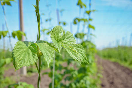 Beautiful landscape. Hops field and blue skyの写真素材