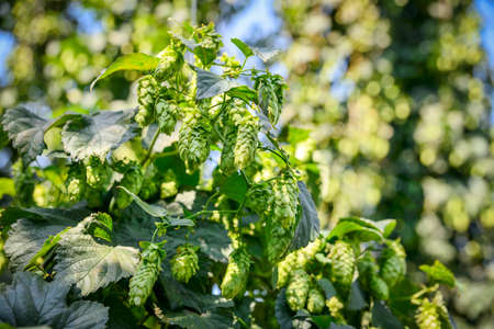 Green fresh cones of hops on the field