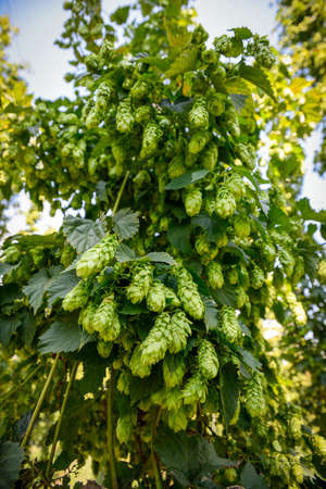 Green fresh cones of hops on the fieldの写真素材