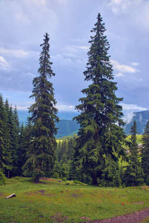 green mountain forest, Carpathian Mountainsの写真素材