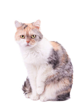 beautiful cat isolated on white backgroundの写真素材