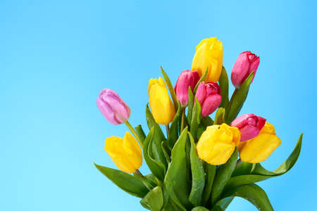 bouquet of yellow and pink tulips on a blue backgroundの写真素材