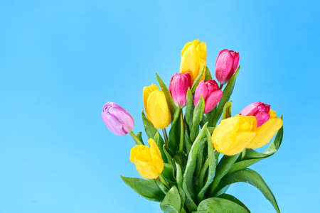bouquet of yellow and pink tulips on a blue backgroundの写真素材