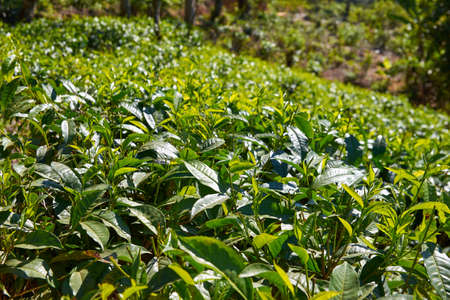 green tea leaves in Ella, Sri Lankaの写真素材