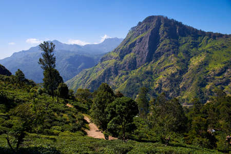 landscape with tea plantations and The Ella Rock   in Sri Lankaの写真素材
