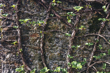 The plant sprouted in the stone on the wallの写真素材