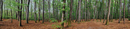 beautiful green park in springの写真素材