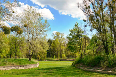 beautiful green park in springの写真素材