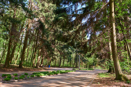 beautiful green park in springの写真素材