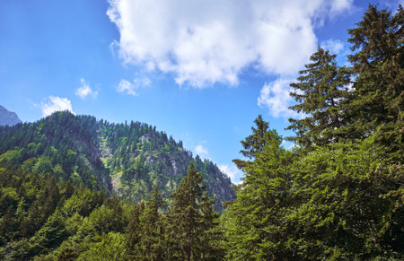 Forest landscape in the Alps. Germanyの写真素材