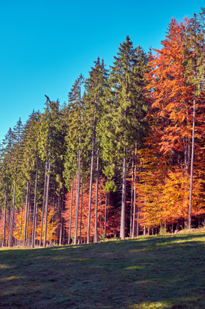 Beautiful autumn landscape in The Carpathian Mountainsの写真素材
