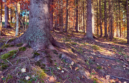 Beautiful autumn landscape in The Carpathian Mountainsの写真素材