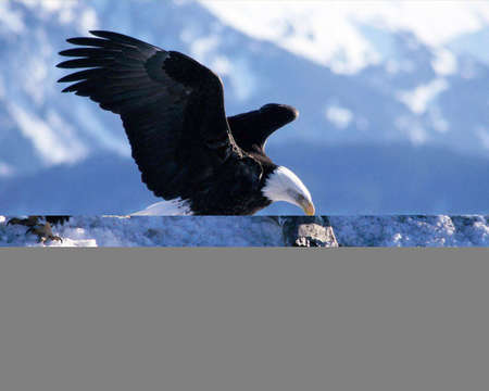 Natural And Beautiful Bird Imageの写真素材