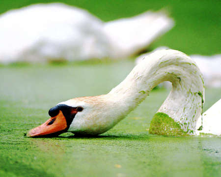 Natural And Beautiful Bird Imageの写真素材