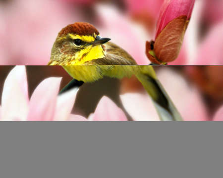 Natural And Beautiful Bird Image